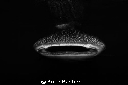 whaleshark out of nowhere by Brice Bastier 